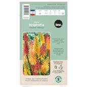 TASC Assorted Red Hot Poker Uvaria Kniphofia - 2/Pk