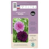 TASC Lavender Perfection Thomas Edison Dahlia Bulbs - 3/Pk