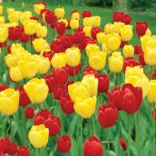 15 Tulip Bulbs (N/A)