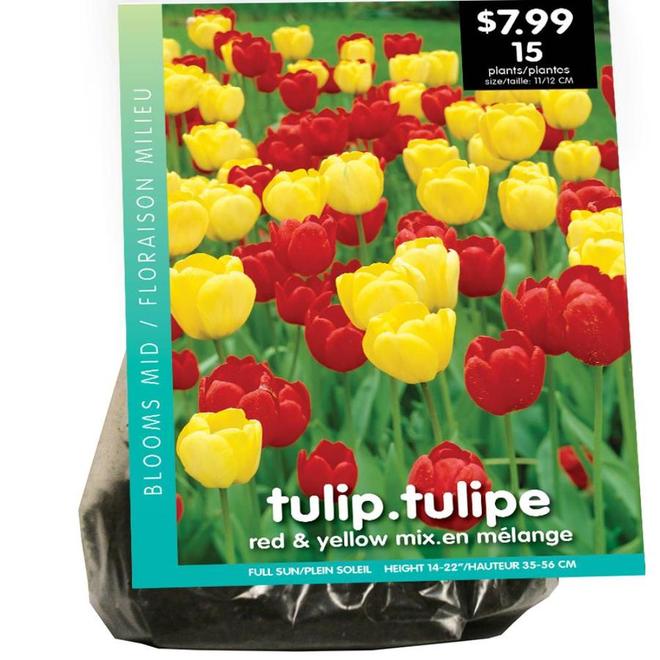 VAN ZYVERDEN 15 Tulip Bulbs (N/A) 81210 RONA