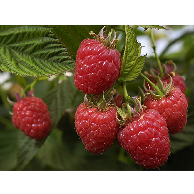 Green Plus Assorted Raspberry - 1-Gallon Grower Pot 101458 | RONA