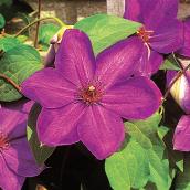 Green Plus Assorted Clematis - 1 Gal Container