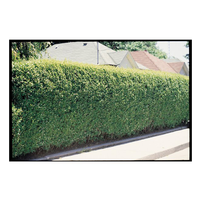 Privet - 2-gal. Container