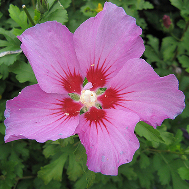 Online Orchards 1 Gal. Lucy Rose of Sharon Hibiscus Shrub Unique