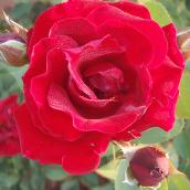 Rose 2 gallons couleurs assorties