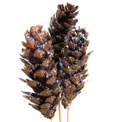 Natural Strobus White Pine Cones Assorted 2-in x 8-in