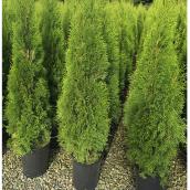 Emerald Cedar - 1-Gallon Container