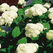 Assorted Hydrangea - 2-Gallon Container