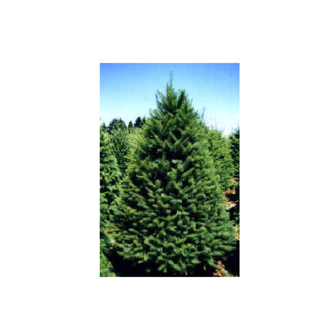 67ft FreshCut Douglas Fir Christmas Tree 177695 RONA