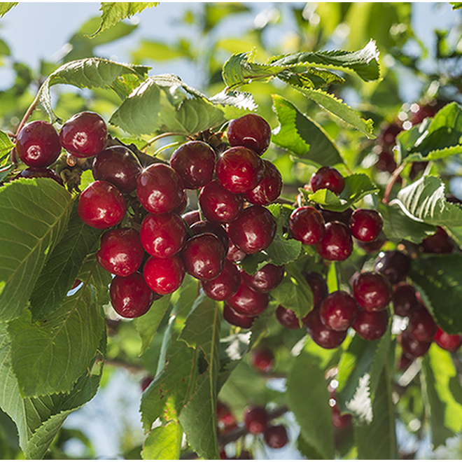 Cherry Tree - 5-gal. Container 197661 | RONA