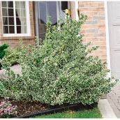 Assorted Euonymus - 2-gal. Container