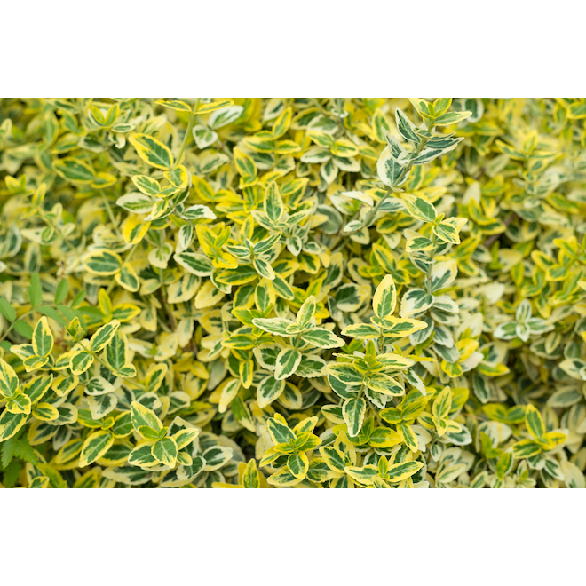 Assorted Euonymus - 2-gal. Container