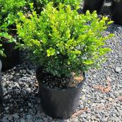 Boxwood - 3-gal.