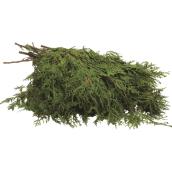 Green Plus Nurseries Natural West Cedar Branches - Green - 2 lb