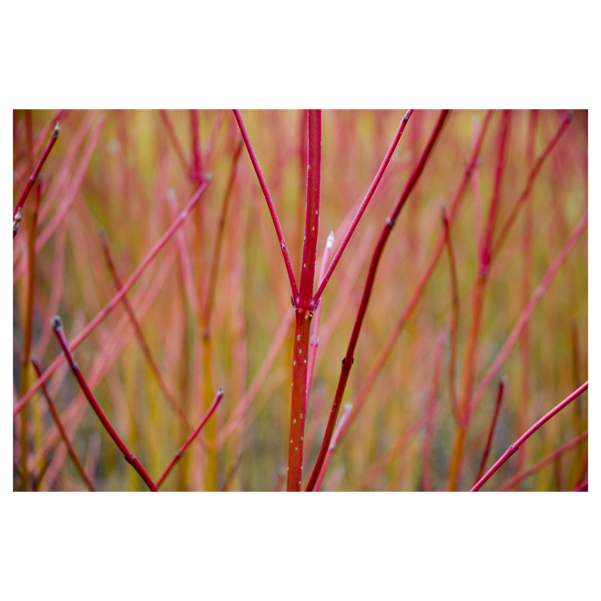 Natural Branches - 3 to 4-ft - Red - Pack of 6