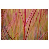 Natural Branches - 3 to 4-ft - Red - Pack of 6