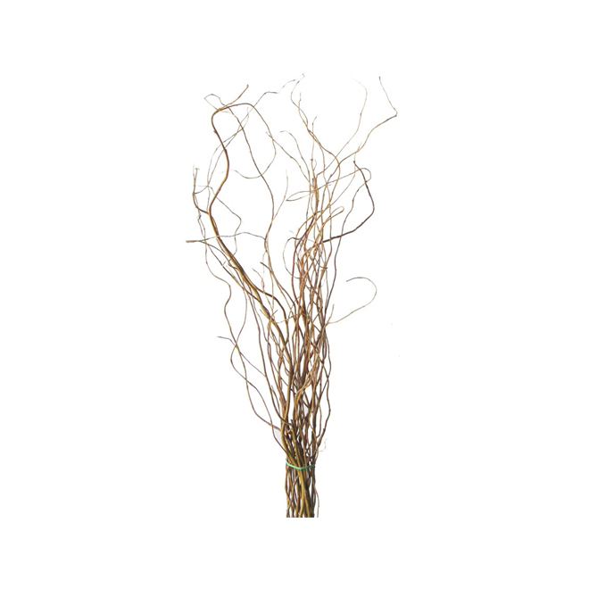 Red Curly Willow Branches - Fresh