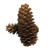 Natural Pine Cones for Christmas Decorations