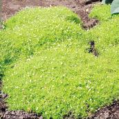 Green Plus Nursery - Assorted Ground Cover Perennials - 1-Gallon Grower Pot