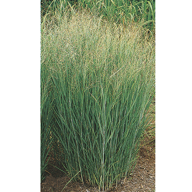 Assorted Grasses - 1-Gallon Container