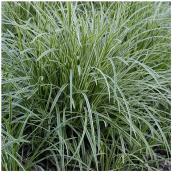 Green Plus Assorted Grasses - 2-Gallon Grower Pot