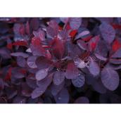 Smoke Bush Cotinus - 2-gal.