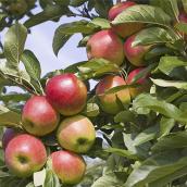 Apple Tree 4-in-1 - 5-gal. Container