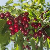 Cherry Tree 4-in-1 - 5-gal. Container