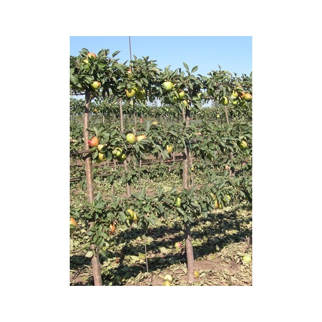 Espalier Apple Tree - 4-in-1 - 5-gal.