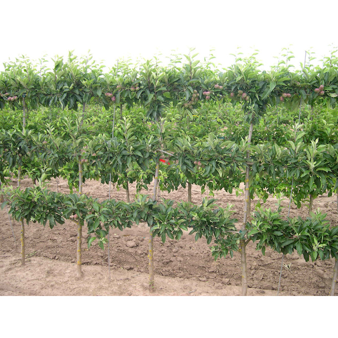 Espalier Cherry Tree - 4-in-1 - 5-gal.