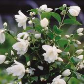 Assorted Mock Orange in 2-gal. Pot