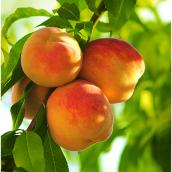 Peach Tree - 5-gal. Container