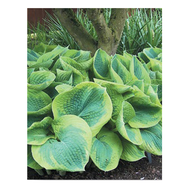 Hosta 1.14 Litre Assorted Colour 36322 | RONA