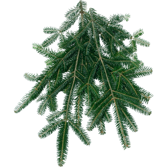 Branches naturelles de sapin Fraser, 2 lb, vert