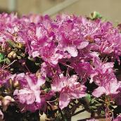 Green Plus Rhododendron 1-Gallon - Assorted