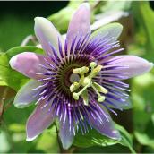 Green Plus Passiflora Vine - 1-Gal Container - Assorted Colours