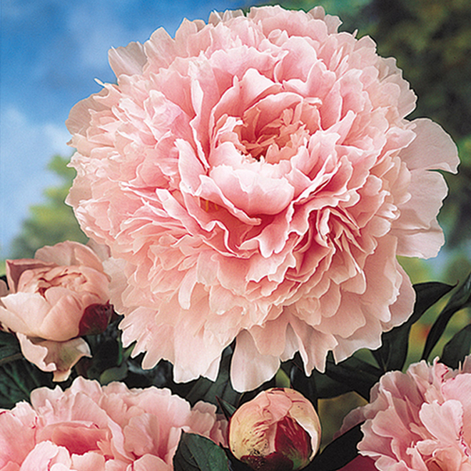 Assorted Peony 1 Ga