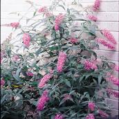 Butterfly Bush - 2-Gallon Container