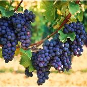 Assorted Grape Vine - 1-Gallon