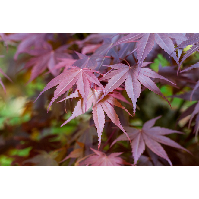 Green Plus Japanese Maple 2Gallon Container 829525006676 RONA