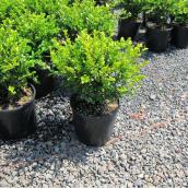 Green Plus Nurseries Boxwood Shrub in 2-Gal Pot