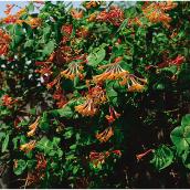 Vignes assorties Green Plus, 1 gal, cultivars assortis