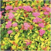 Spirea - 2-Gallon Container Assorted