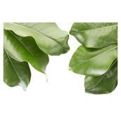 Natural Magnolia Branches - 4 or 5 Branches - Green