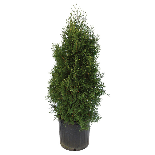 Green Plus Nurseries Emerald Cedar - 2-Gallon Container