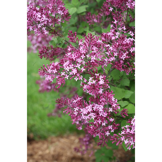 Lilas Bloomerang violet foncé en pot de 2 gallons