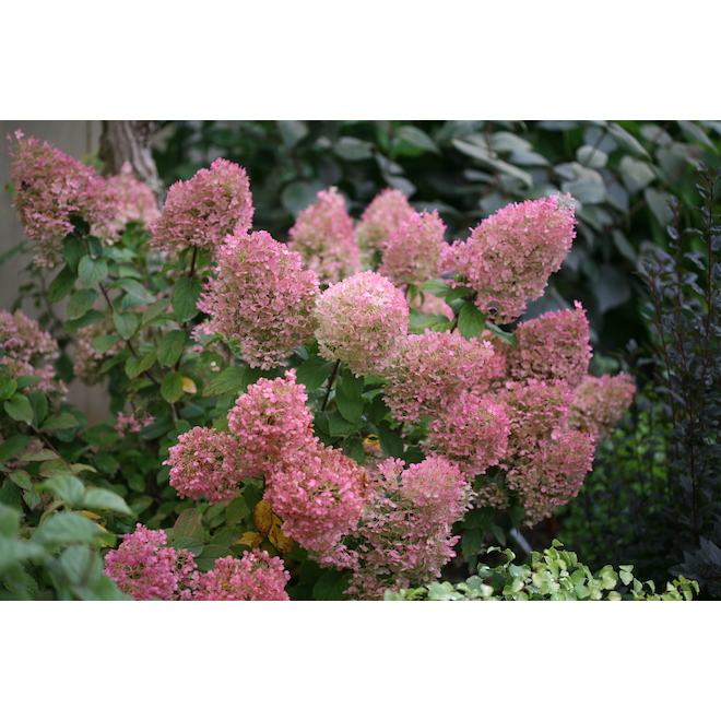 Image of Hydrangea paniculata bobo bush in fall