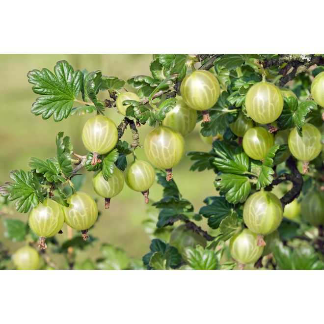 Gooseberry Bush - 1-Gallon Container - Assorted