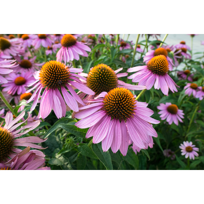 Green Plus Perennial Flowers