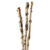 Branches de bouleau, 4 pi